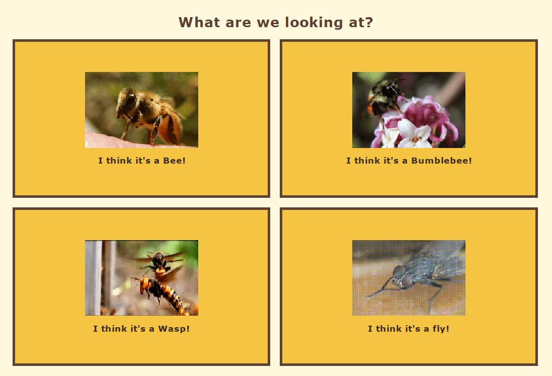 Bee Identification GUI