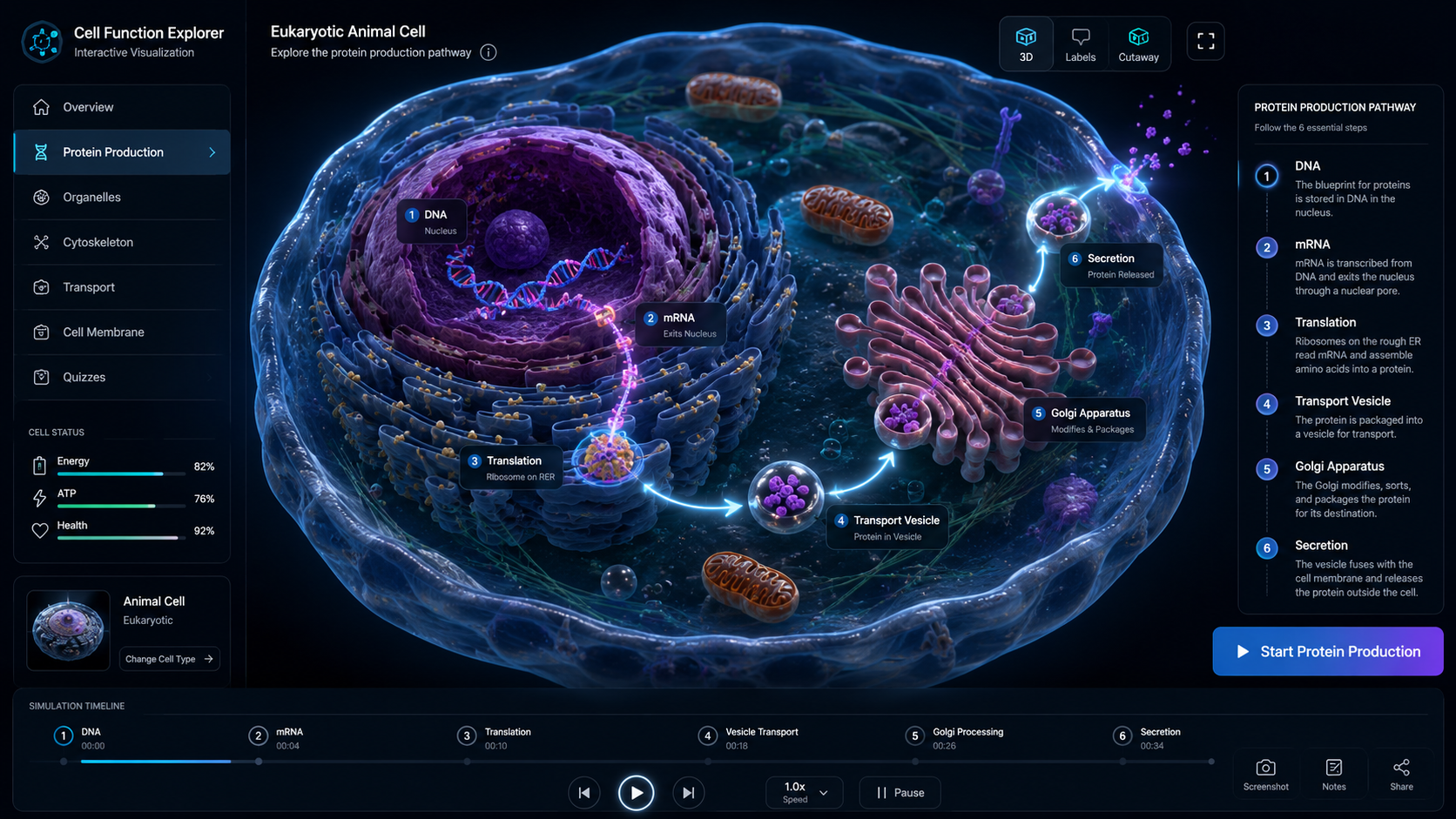 Interactive 3D visualization of a eukaryotic animal cell
